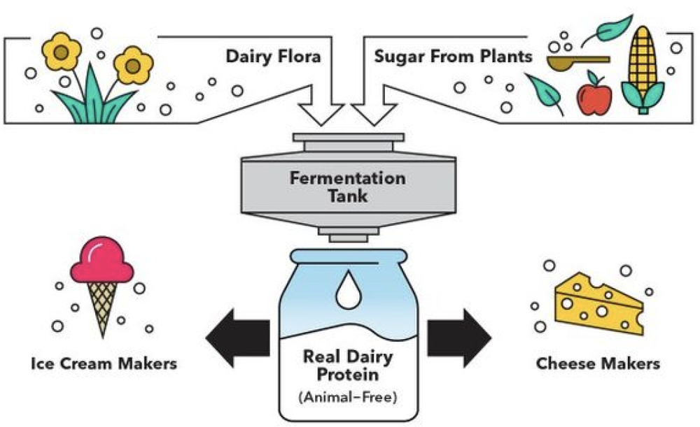 图：Perfect Day人造牛奶蛋白的生产过程<br>