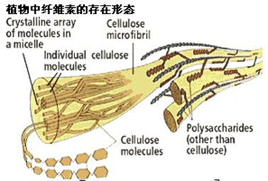 图：植物中纤维素的存在形态