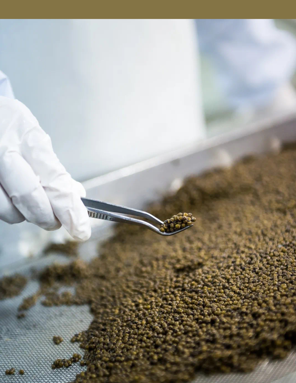 国产鱼籽酱制作过程。© 卡露伽鱼籽酱<br>