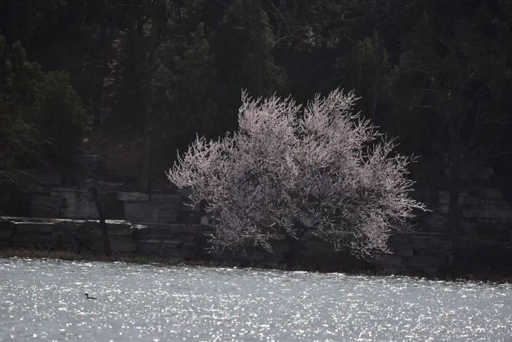 波光粼粼的湖面和一棵熠熠发光的山桃，水面还游着一只凤头䴙䴘