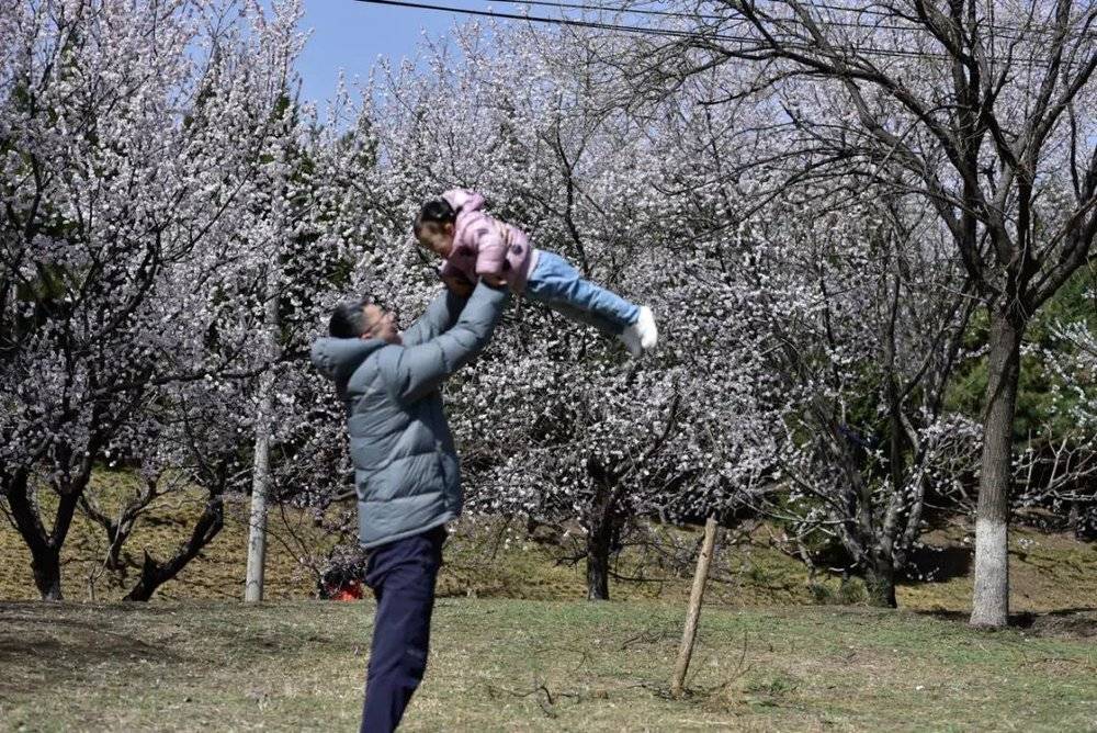 可以让孩子在春风里自由奔跑<br>