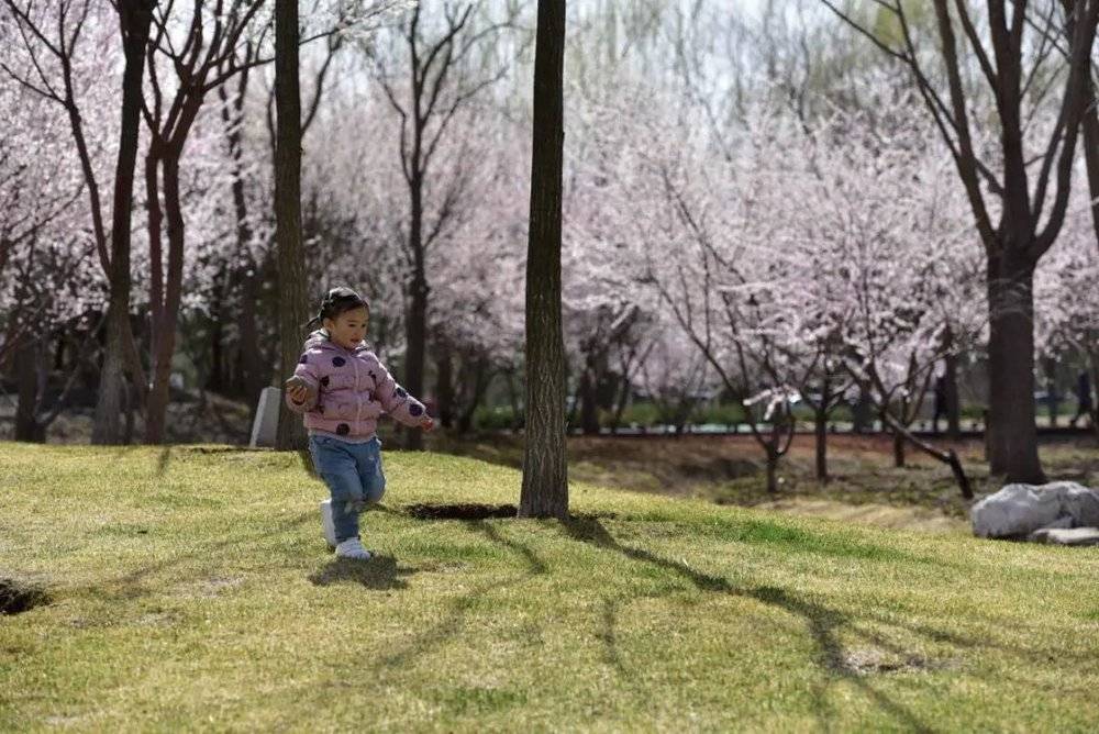 可以让孩子在春风里自由奔跑<br>