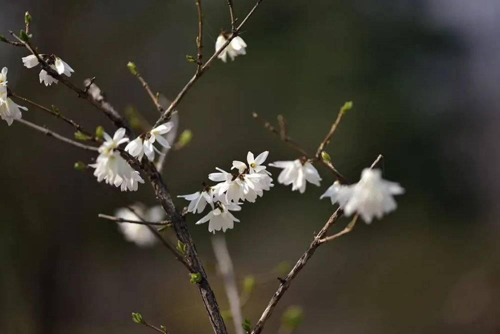 翅果连翘，一种开白色花的连翘