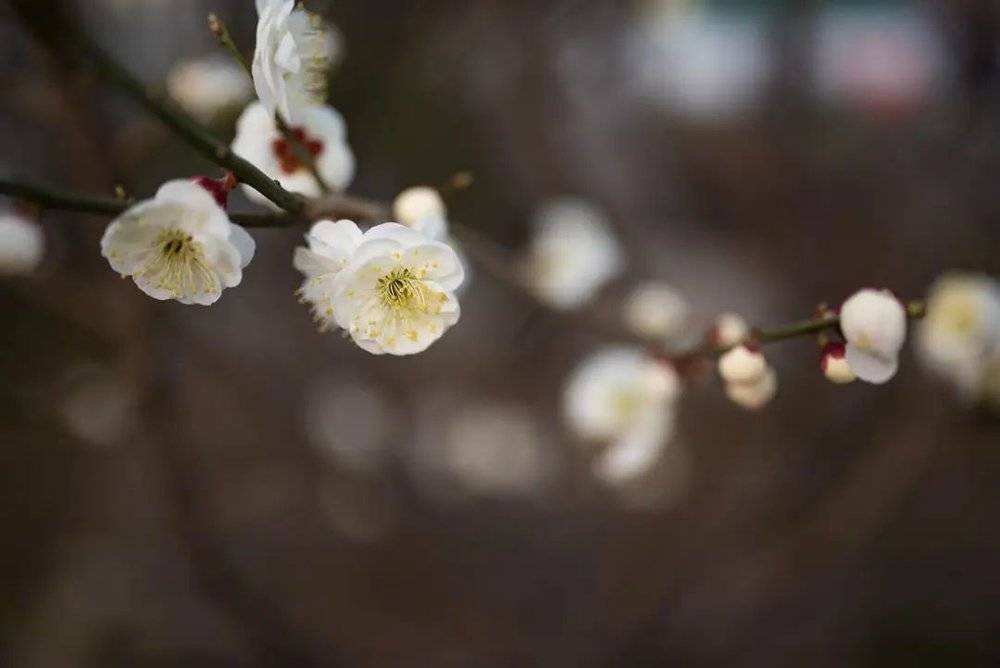 北京植物园的梅花<br>