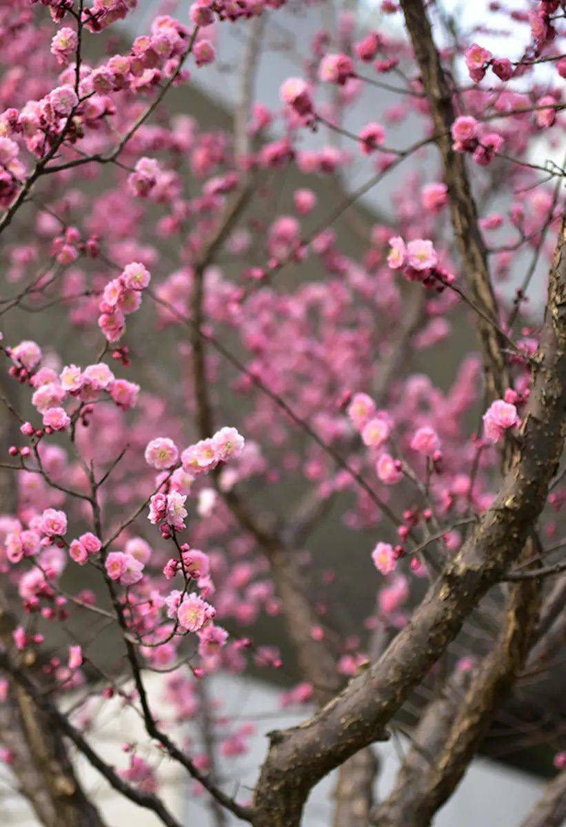 北京植物园的梅花种类是京城之最，此时正好可以去赏梅<br>