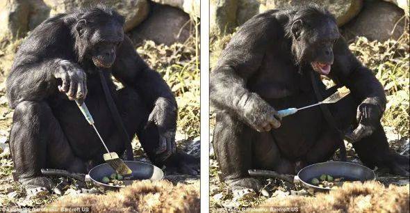 倭黑猩猩莰兹生火做饭<br>