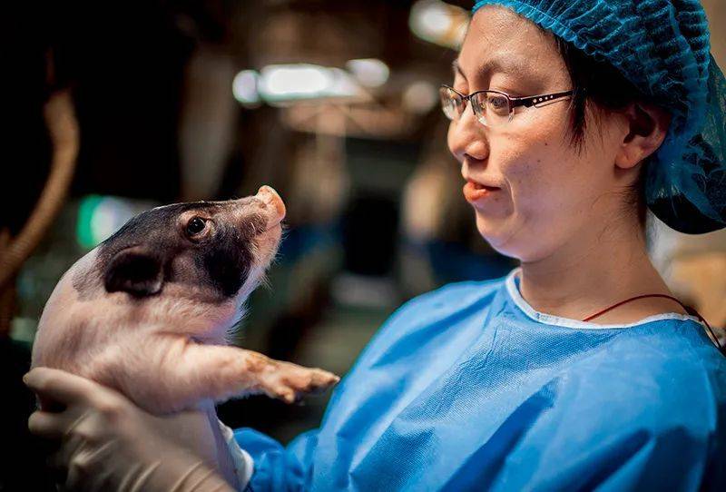 2018年3月28日，广州九龙实验动物基地，科研人员与“亨廷顿舞蹈病”基因敲入猪合影。经过四年努力，由我国科学家领衔的国际研究团队首次利用基因编辑技术（CRISPR/ Cas9）和体细胞核移植技术，成功培育出世界首例亨廷顿舞蹈病基因敲入猪 中科院广州生物医药与健康研究院供图<br label=图片备注 class=text-img-note>