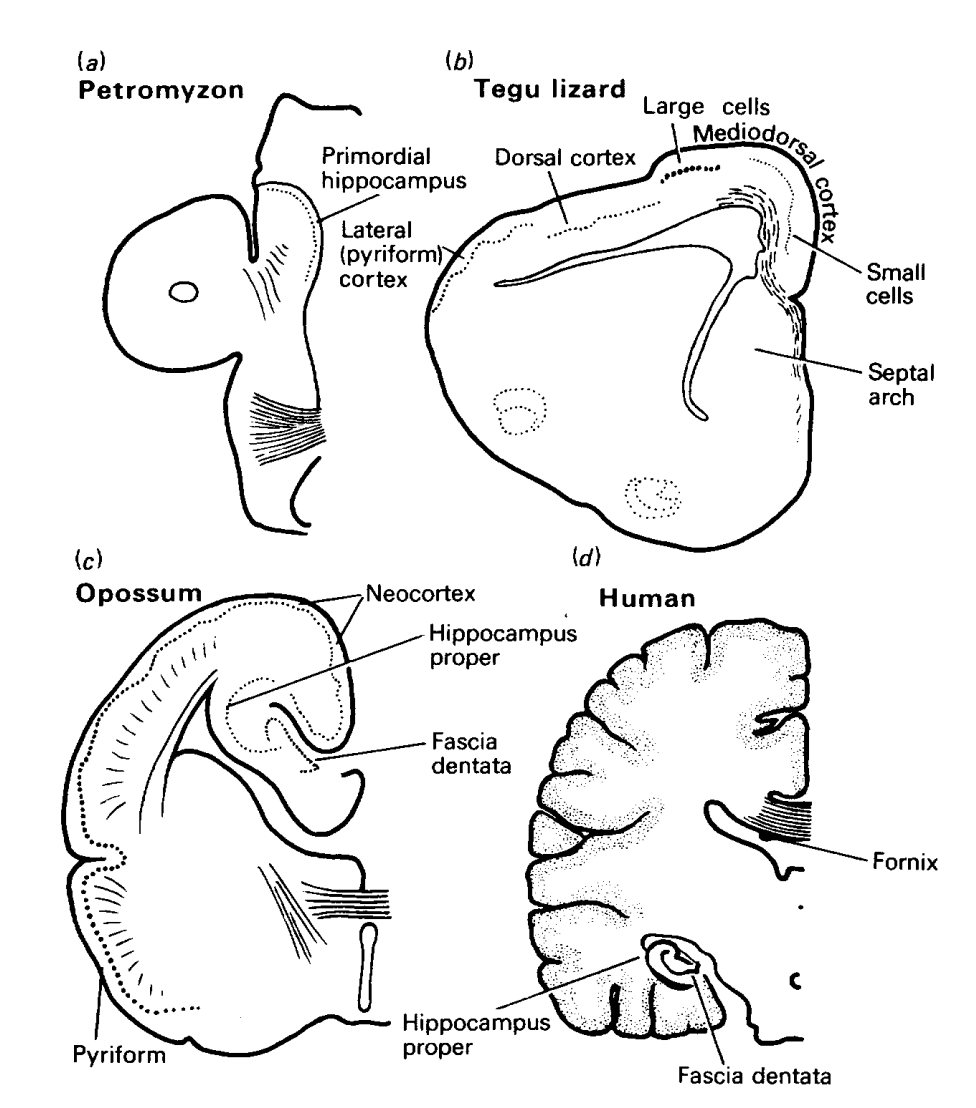 不同动物包括人类前脑半球的横截面，以显示海马体（或海马同源体）的位置。a为七鳃鳗；b为蜥蜴；c为负鼠；d为人类.图片来源：The Hippocampus as a Cognitive Map