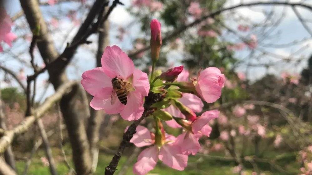 甚至想采访辛勤劳作的蜜蜂：嘿，樱花到底是什么味？<br label=图片备注 class=text-img-note>