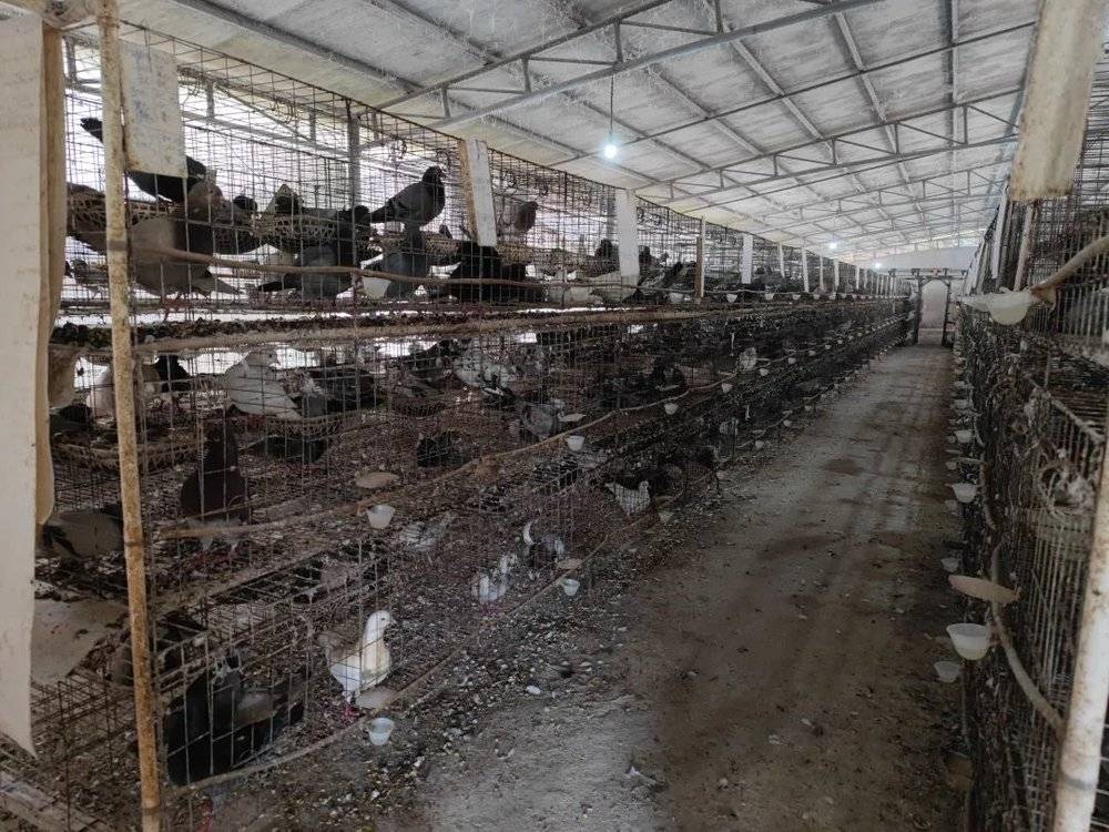 农疗站如今养殖约 4000 对鸽子。图源：偶尔治愈