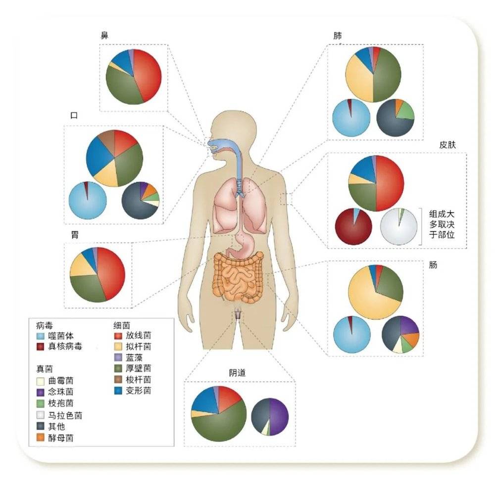 人体共生微生物的分布特征 [2]<br>