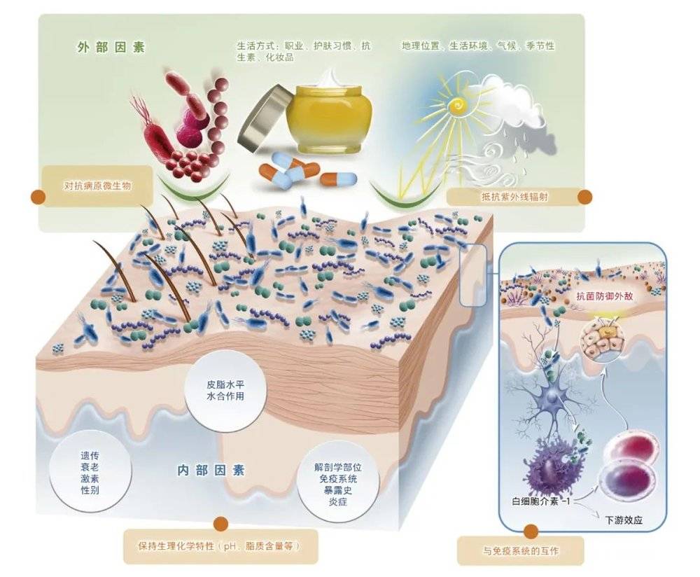 影响皮肤菌群的因素 [6]<br>