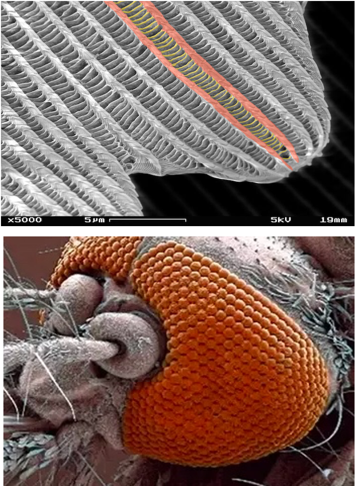 图片来源：https://blog.scienceborealis.ca/superhydrophobicity-from-leaf-to-lab/  & https://www.quora.com/How-many-eyes-does-a-mosquito-have