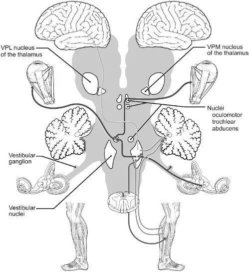 人体的神经连接往往是一个复杂的网络结构 | 图源：Fife T D. 2010.<br>