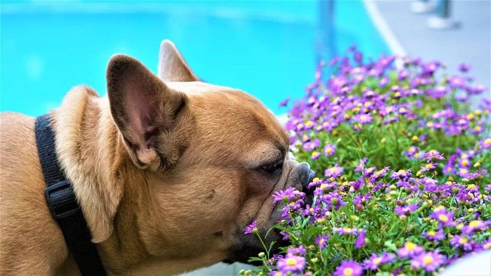经同行评议的研究表明，狗狗经过训练后可以闻出某些癌症和结核病的特定气味。但长远来看，人工智能电子鼻可能更加经济有效。图片来自：pixabay