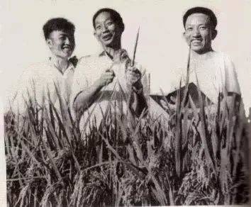 袁隆平和他的学生兼助手李必湖（左），尹华奇（右）