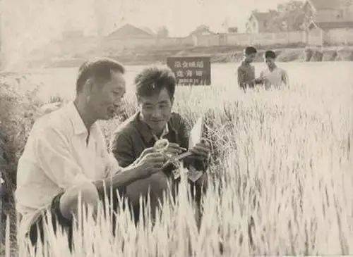 袁隆平在稻田