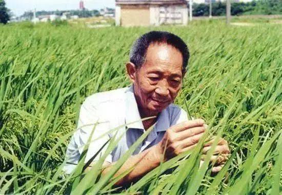 袁隆平在稻田