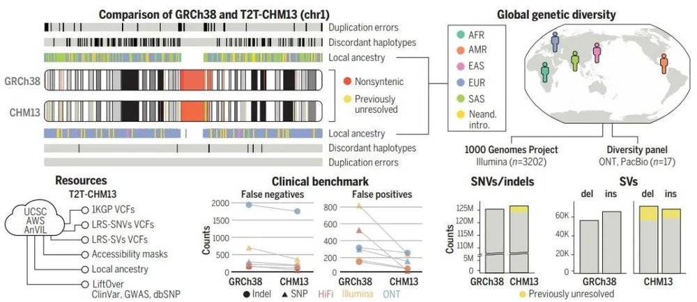 相比先前的人类参考基因组（GRCh38），此次的新版本T2T-CHM13填补了所有原先的空白，在过去未解决的基因组区域内，每个样本中发现了数十万个变异，为理解进化和生物医学新发现提供机会（图片来源：参考资料[2]）<br>