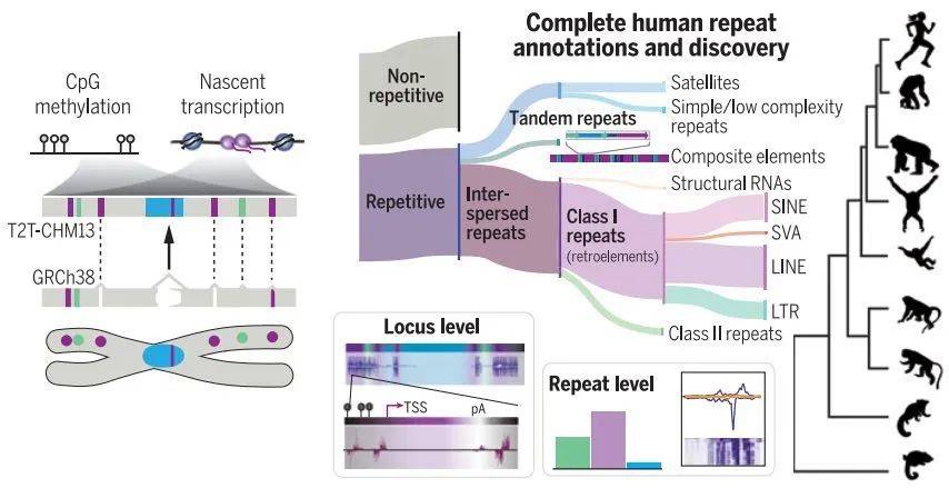 详细描绘了人类基因组中重复序列的转录和甲基化状态，为功能研究奠定基础（图片来源：参考资料[6]）<br>