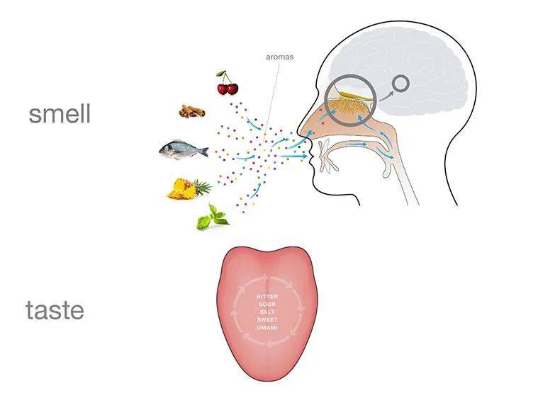 人对风味的感受通过嗅觉、味觉和触觉（图中未表示触觉），foodpairing<br>