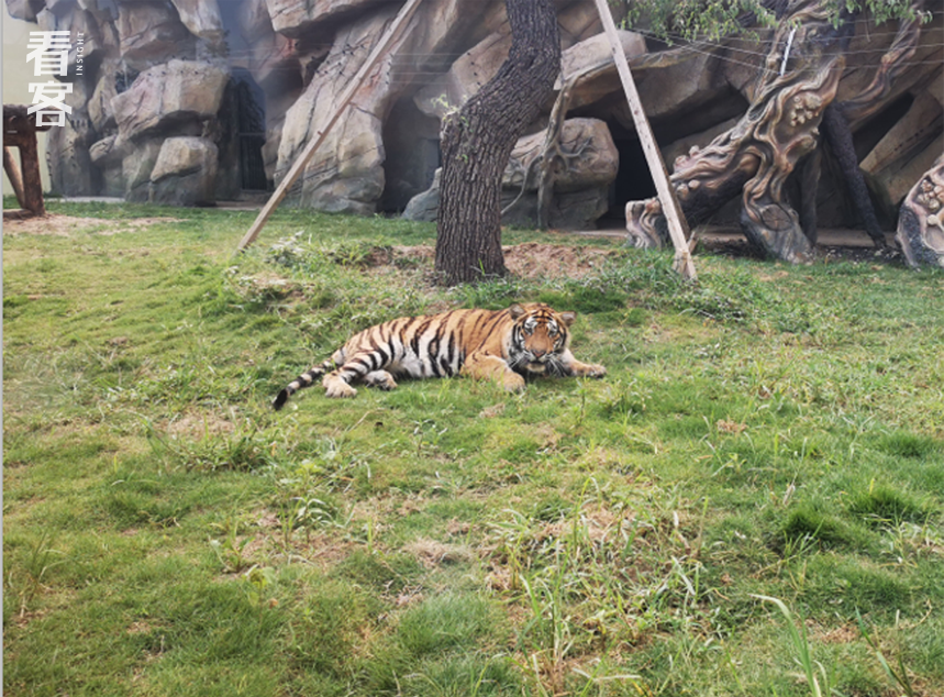 动物园的老虎<br>