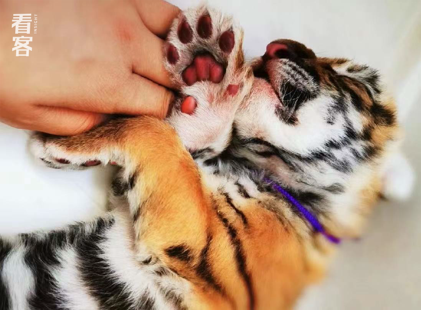在睡觉的小老虎<br>
