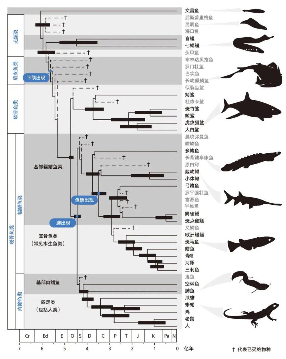 脊椎动物演化的系统发育图  Cr，成冰纪；Ed，埃迪卡拉纪；E，寒武纪；O，奥陶纪；S，志留纪；D，泥盆纪；C，石炭纪；P，二叠纪；T，三叠纪；J，侏罗纪；K，白垩纪；Pa，古近纪；N，新近纪。<br>