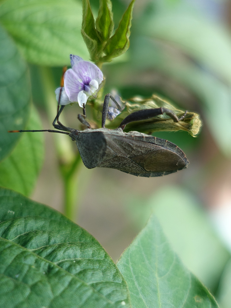 上：大白菜菜心的斜纹夜蛾。下：8月底黄豆开花时到访的缘蝽。<br>