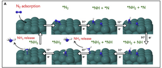 电催化氮还原反应示意图 l 图片来源：<sup>[4]</sup><br>