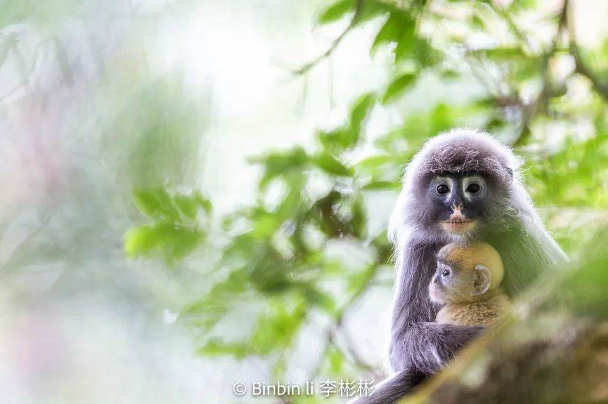 菲氏叶猴，IUCN定义为濒危的灵长类，在我国仅分布于云南南部丨作者拍摄<br>