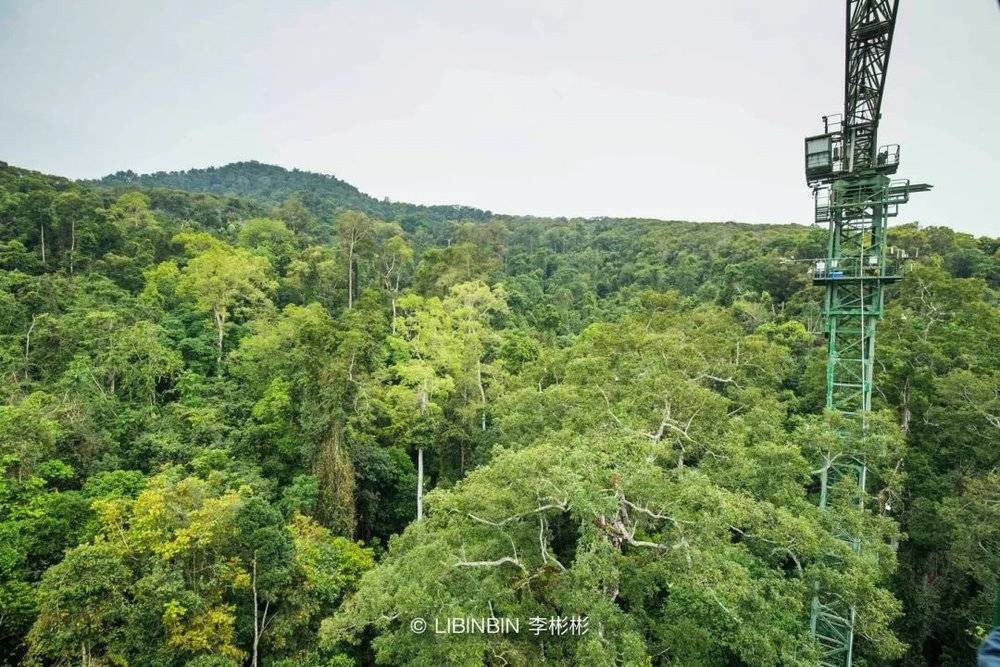 健康的森林拥有丰富的植物种类和垂直结构丨作者拍摄<br>