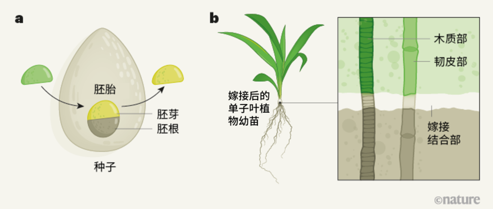 图一 | 单子叶植物嫁接。单子叶植物包括谷类和许多热带农作物。单子叶植物的嫁接——也就是将两种不同植物结合在一起的技术——一直没有成功。Reeves等人报道了一种成功嫁接单子叶植物的方法。a，这种方法在谷物里使用了萌发中的种子。一个植物胚胎的胚芽（plumule）被移去，替换成另一个供体种子的胚芽，并且保证被移植的部分和胚根（radicle）紧贴在一起。b，嫁接组织交界处不成熟的细胞，又称嫁接结合部，会重编程从而使两个部分结合起来。因为植物运输系统中的木质部和韧皮部组织相互连接，使得根和芽之间的通讯以及水和营养物质的运输成为可能。嫁接提供了一种方法来改造出具有有益特性的植物，例如增加其抗病能力或者抵抗气候变化带来的的压力。<br label=图片备注 class=text-img-note>