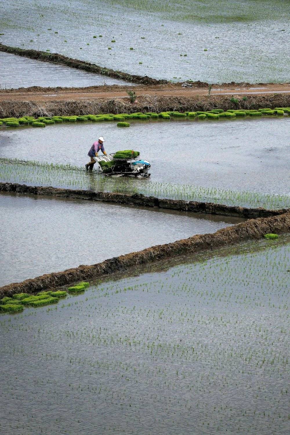 稻田里，吉林人用机器播种秧苗。<br label=图片备注 class=text-img-note>