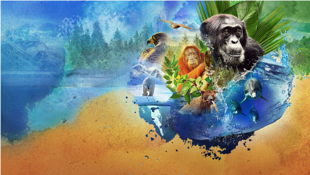Netfix纪录片《动物本色》第二季海报，关注猿类、猛禽、熊和海豚科动物。