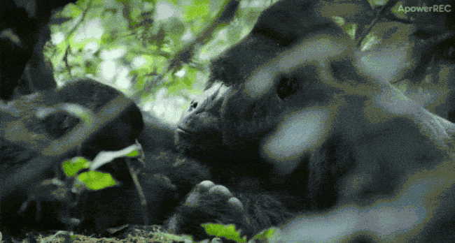 上图：素食者山地大猩猩正在进食。