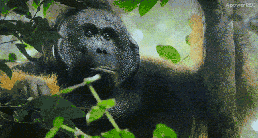 上图：波罗洲红毛猩猩独自寻找同伴。