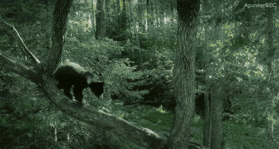 面对危险时，美洲黑熊幼崽会爬树保护自己。<br>