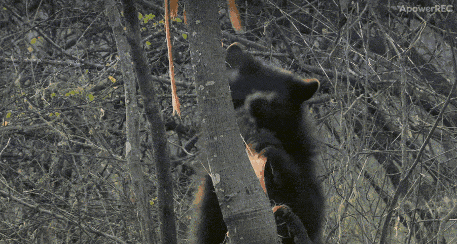 眼镜熊妈妈正在向幼崽展示如何用树枝搭建巢穴。