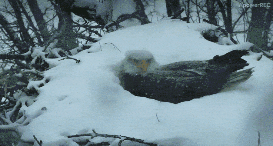 海雕妈妈大雪中孵卵。