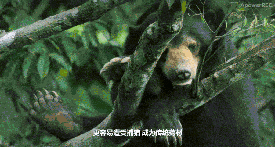 由于人类捕猎，马来熊成为了地球上继熊猫之后第二稀有的熊科动物。<br>