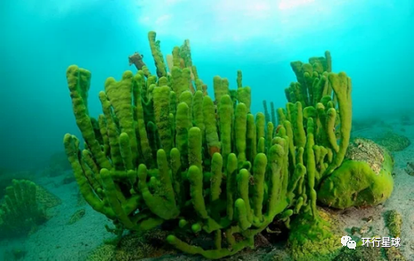贝加尔湖的“灌木丛”海绵
