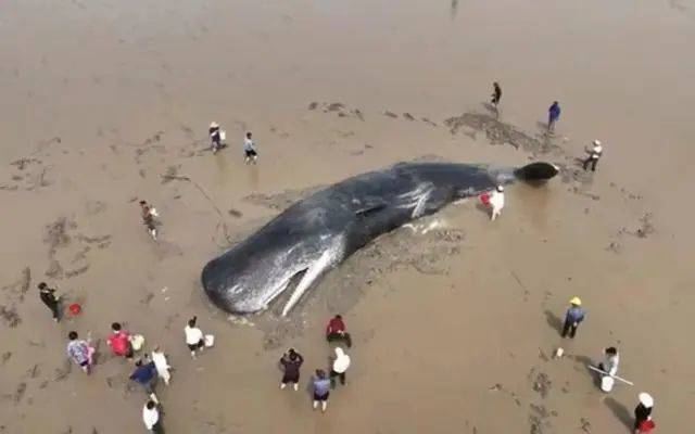搁浅在宁波市象山县石浦镇海域的抹香鲸。来源：象山县传媒中心