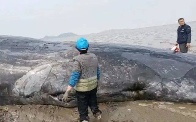 救援人员拿水桶往搁浅的鲸身上泼水，保持它的身体湿润。新京报我们视频截图