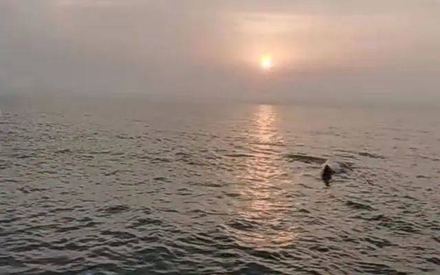 搁浅的抹香鲸回归大海。象山县传媒中心视频截图