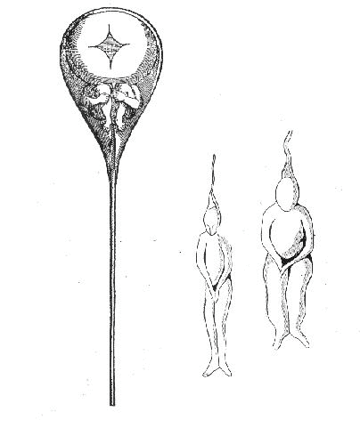 哈特索克1695年绘制的精子图。© wikipedia<br>
