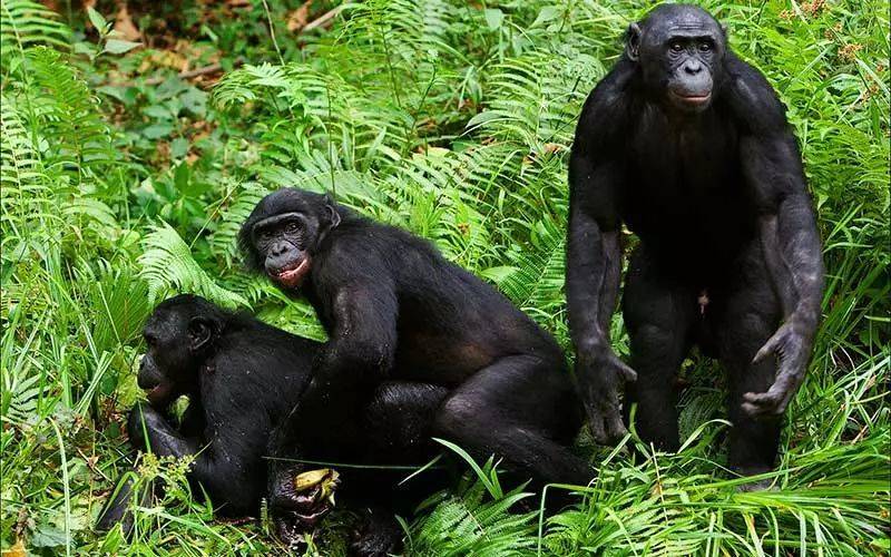 在滥交的灵长类动物（如黑猩猩）中，雄性的精子量在增加，<strong>但相对的，雌性的输卵管长度也在增加。</strong>图源：New Scientist<br>