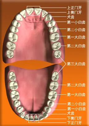 成人全口牙<sup label=图片备注 class=text-img-note>[2]</sup>