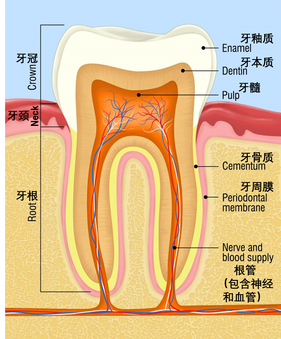 牙齿结构示意图丨图源：kocakayaali