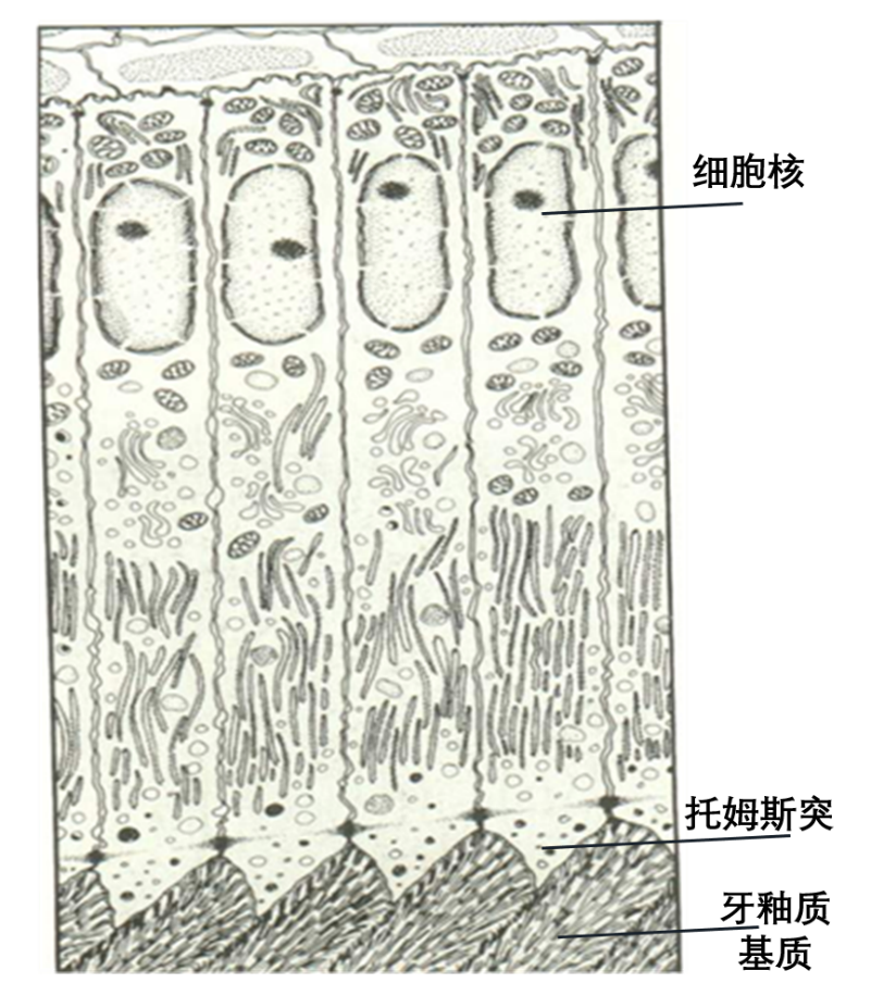成釉细胞结构示意图<sup label=图片备注 class=text-img-note>[8]</sup>